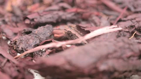 Angle view herb ZiCao or Arnebiae Radix or Redroot Gromwell rotating Stock Footage 296972774