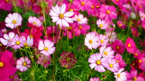 Angle view multi-color daisy or Cosmos bipinnata Cav Stock Footage 121734857