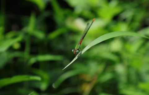 Angle view of an Orange-tailed marsh dart damselfly's face Foto stock
