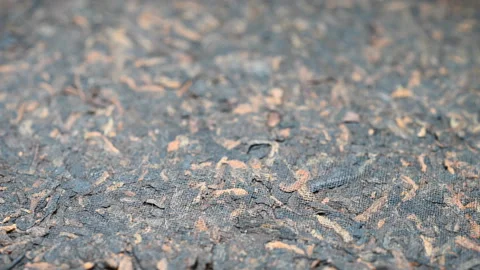 Angle view Puerh tea cake or Camellia sinensis var. assamica cake rotating Stock Footage 159519828