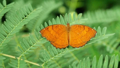 The Angled Castor Butterfly on leaf with natural green background Video stock 159736809