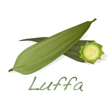 Angled luffa fruits vector Stock Illustration