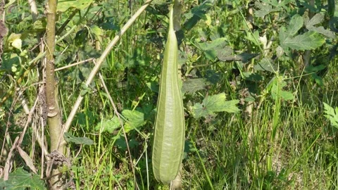Angled luffa or ridged gourd, Ridge gourd vegetable Stock-Footage 291506854