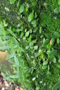 Angled Moss Texture with Tiny Leaves Foto stock
