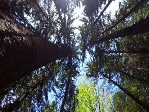 Angled Shot Of Giant Forest Trees Stock Footage 76219516