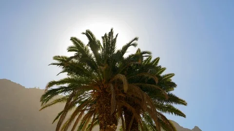 Angled Shot of a Palm Tree and Sun Flare in Frame 스톡 동영상 116559958