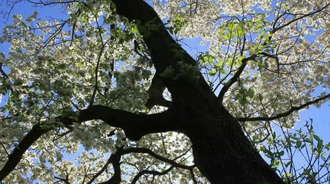 Angled shot of spring dogwood tree Stock Footage 11017135