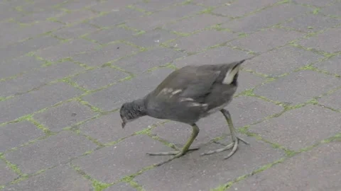 Angled shot of water coot chick walking on a brick path pecking at the ground Video stock 161113835