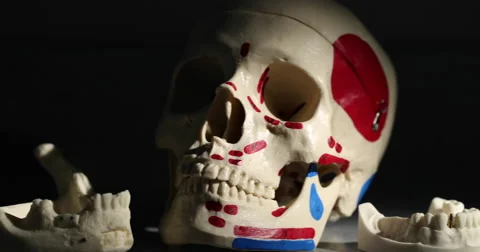 Angled Skull and Jaw Bones as Dental Examples Move Right Stock Footage 62768091