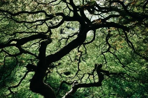 Angled   tree   branches   and   green   leaves Stock-Fotos
