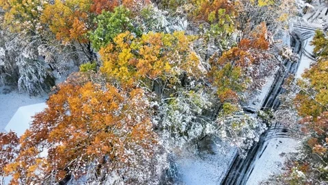 Angled view at autumn leaves dropping with fresh snow. Stock Footage 256202175