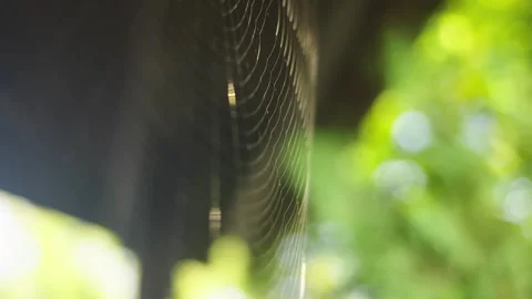 Angled view of Garden Spiders orb web threads highlighted by sunlight Stock Footage 318005568