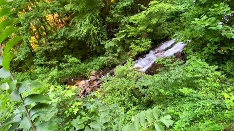 Angled View Of Waterfall Flowing Downstream Surrounded by Wild Ferns And Tree Stock Footage 138968682