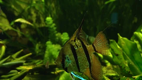 Anglefish  underwater Stock Footage 143352811