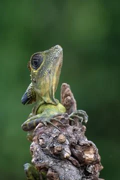 Anglehead lizard on a branch looking up, Indonesia Stock Photos