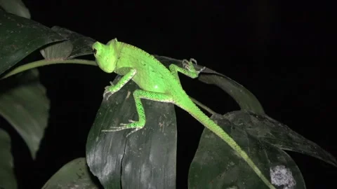 Anglehead Lizard, Malaysia Video stock 135718408