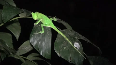 Anglehead Lizard, Malaysia Video stock 135718450