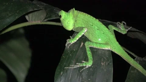 Anglehead Lizard, Malaysia Video stock 135718489