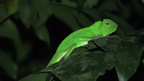 Anglehead Lizard, Malaysia Stock Footage 135718670