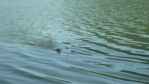 Angler almost catches fish but it comes off the hook and falls in the water Stock-Footage 227512840