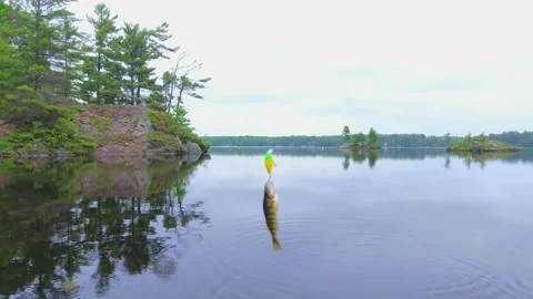 Angler casting rod with artificial baitfish lure for big mouth bass in the .. Stock Footage 282688734