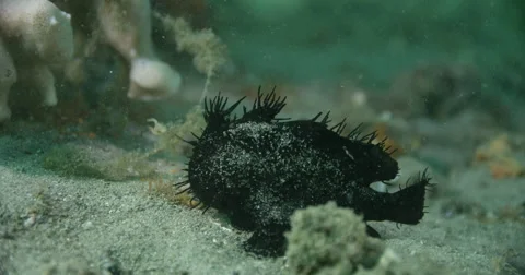 Angler Fish Stock Footage 61810734