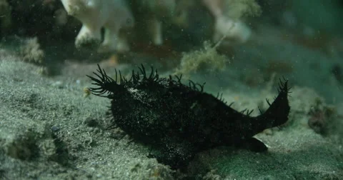 Angler Fish Stock Footage 61898930