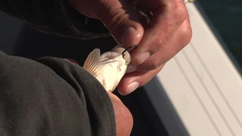 Angler Hooking The Lips Of A Live White Sucker Fish - Closeup Shot Stock-Footage 139849287