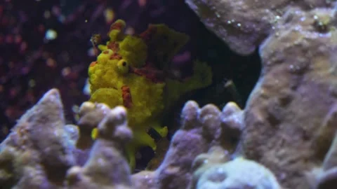 An angler or frog fish Stock Footage 278047169
