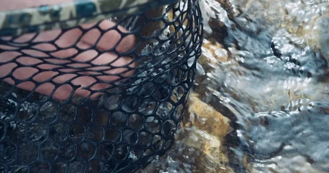 Angler pulling trout fish out of net while fly fishing on river Video stock 121041900