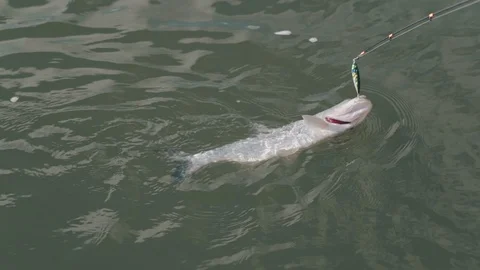 Angler pulls predatory fish on a spinning close up in slow motion Stock Footage 127329938