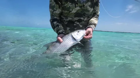 Angler removing hook from bonefish in clear turquoise waters Stock Footage 278151722
