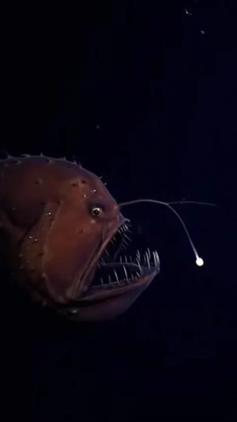 Anglerfish in the deep sea Stock Footage 323639441