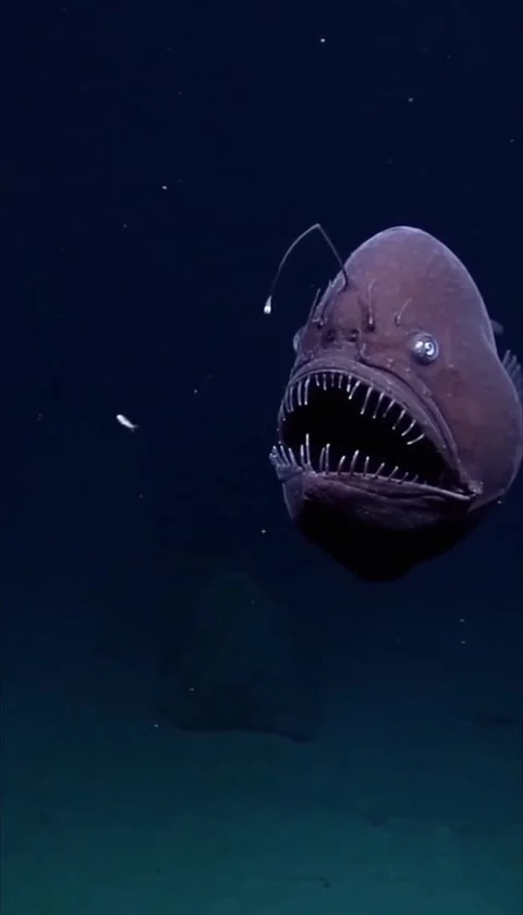 Anglerfish in the deep sea Video stock 328023986