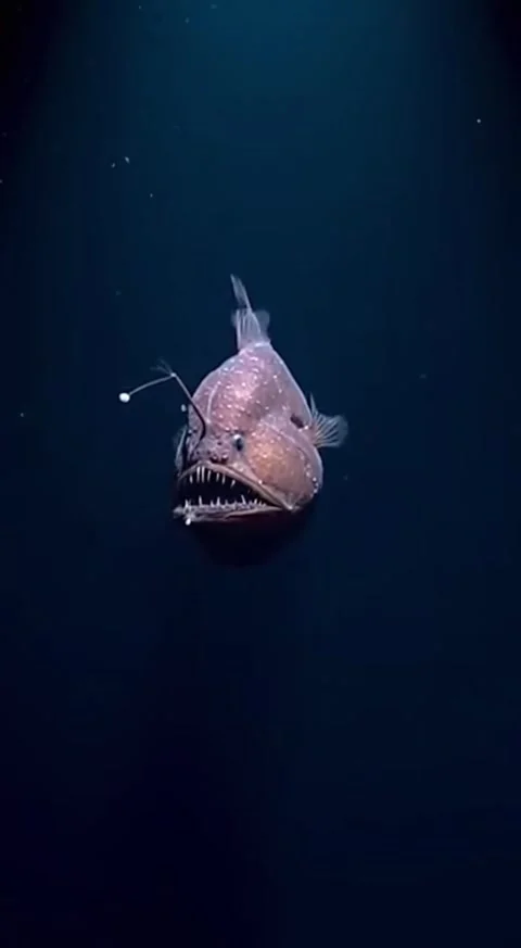 Anglerfish in the deep sea 库存影片 330825264