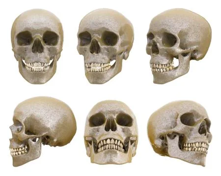 Аngles of the skull Foto stock