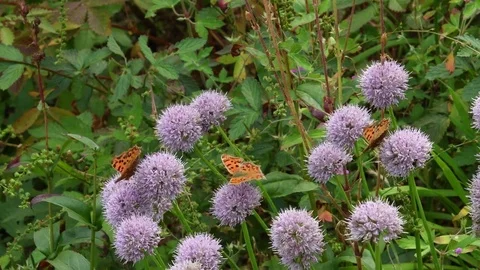 Anglewing butterflies &amp; Aging onion flowers Stock Footage 83370389