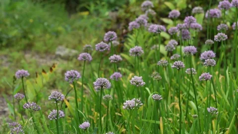 Anglewing butterfly &amp; Aging onion flowers Stock Footage 83370375