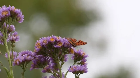 Anglewing butterfly &amp; aster flowers Stock Footage 83104925