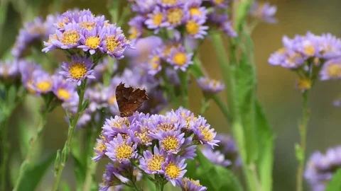 Anglewing butterfly &amp; aster flowers Stock Footage 83105006