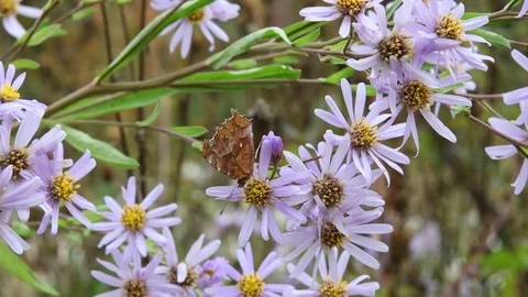 Anglewing butterfly &amp; aster flowers Stock Footage 83121580