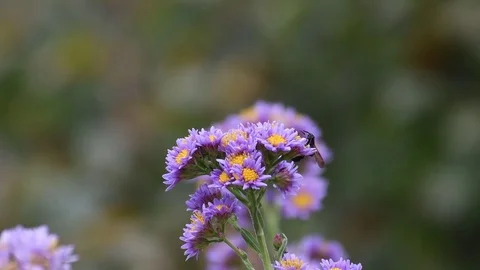 Anglewing butterfly, bee &amp; aster flowers Stock Footage 83105071