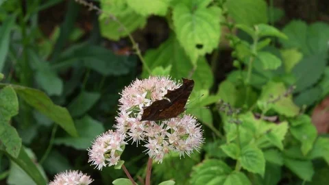 Anglewing butterfly &amp; blush stonecrop flowers Video stock 83370289