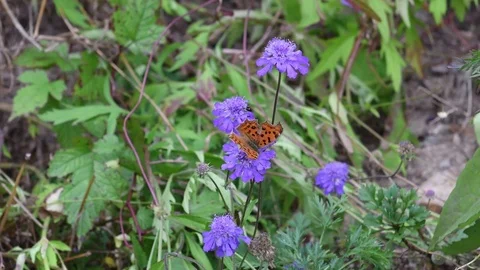 Anglewing butterfly &amp; Northeastern scabious flower Stock Footage 83109456