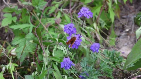Anglewing butterfly &amp; Northeastern scabious flower Stock Footage 83109474
