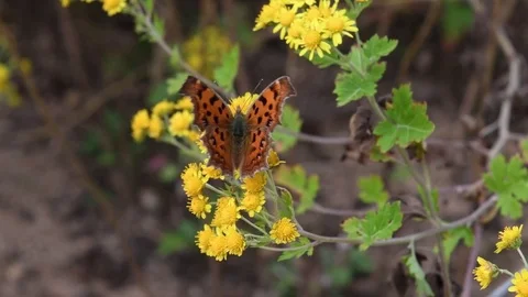 Anglewing butterfly &amp; Northern dendranthema Stock Footage 83121193
