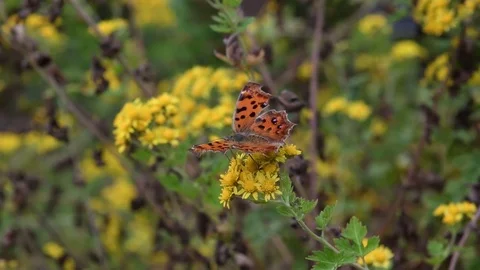 Anglewing butterfly &amp; Northern dendranthema Stock Footage 83121564