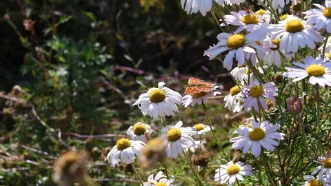 Anglewing butterfly &amp; Siberian chrysanthemum Stock Footage 83023169