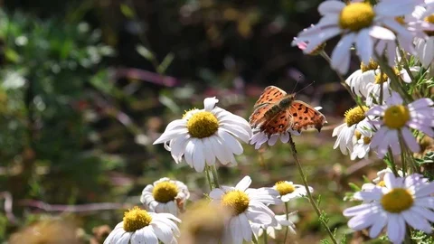 Anglewing butterfly &amp; Siberian chrysanthemum Stock Footage 83023192