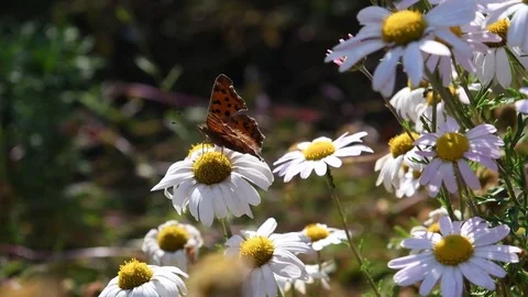Anglewing butterfly &amp; Siberian chrysanthemum Stock Footage 83023199